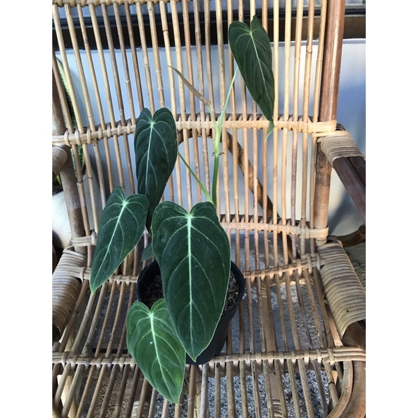 Philodendron Melanochrysum
