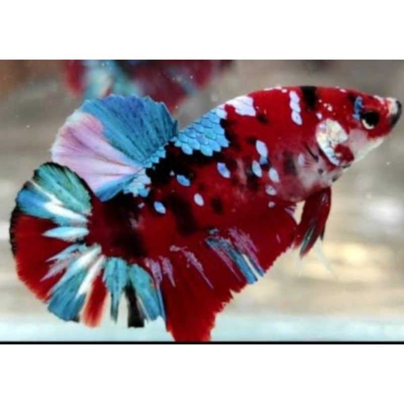 ikan cupang koi galaxy