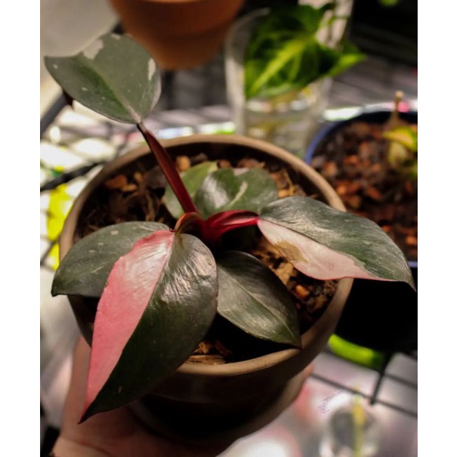 bibit tanaman philodendron pink princess