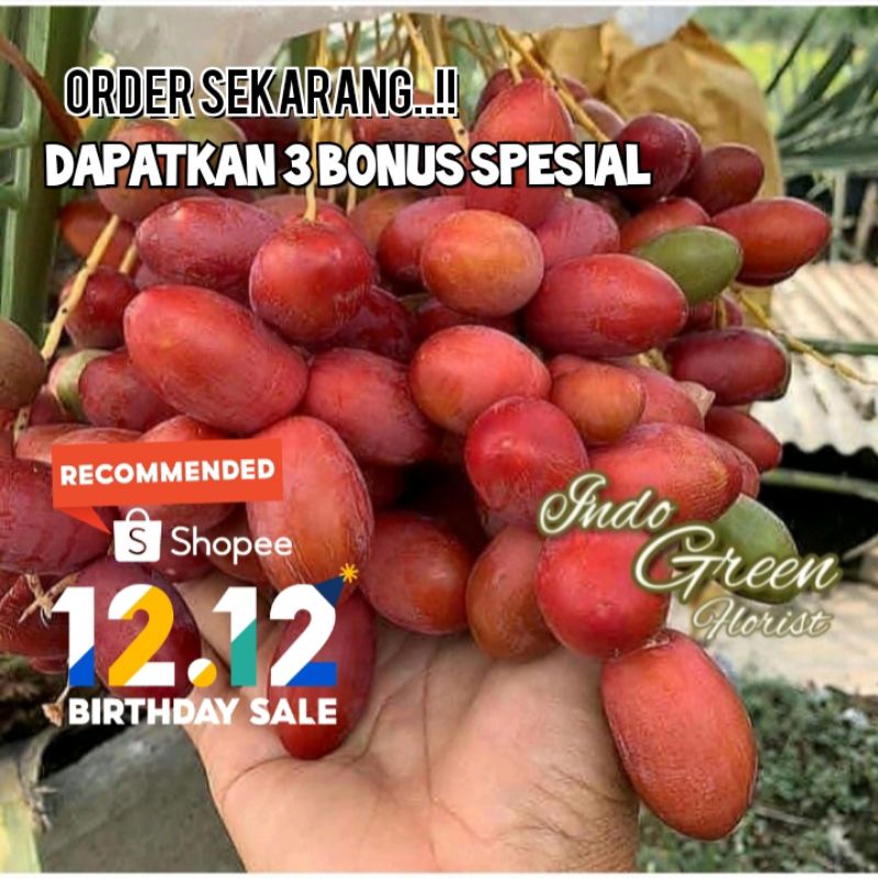 Bibit Kurma Ajwa Super/ Tanaman Buah kurma/ kurma arab
