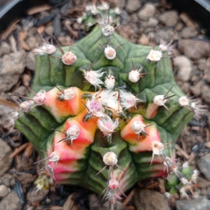 gymnocalycium multicolor KAKTUS SUKULEN|TANAMAN HIAS