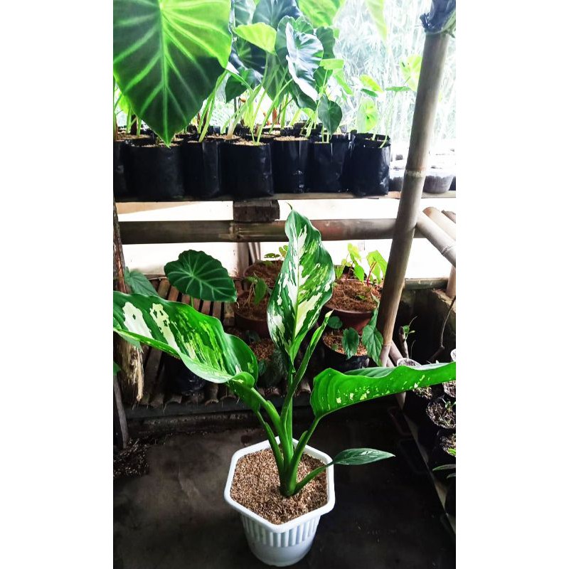 Aglonema Dieffenbachia Green White Varigata JKT