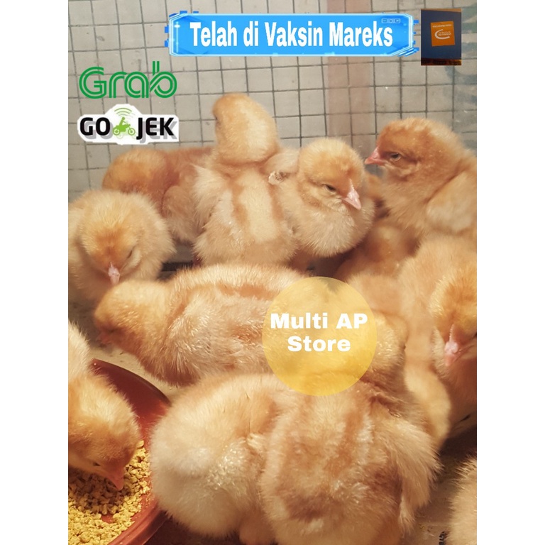 DOC Ayam Petelur Super 20 ekor, Bibit Petelur Omega 3 6 9