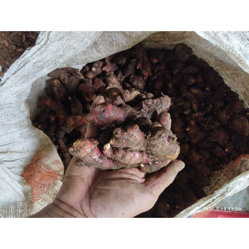 Jahe Merah 1kg Jahe Merah Segar