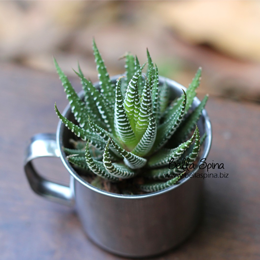 Kaktus Haworthia Attenuata Kh 02 Shopee Indonesia