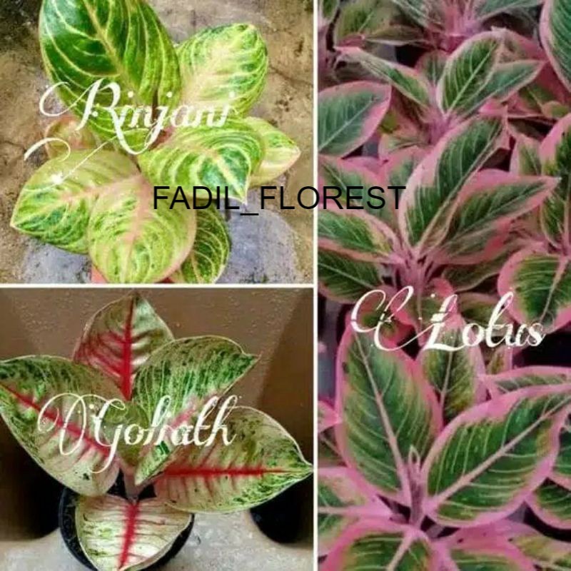 tanaman hias aglonema paket 3 bibit baby bertunas real pick SEED_AGLONEMA