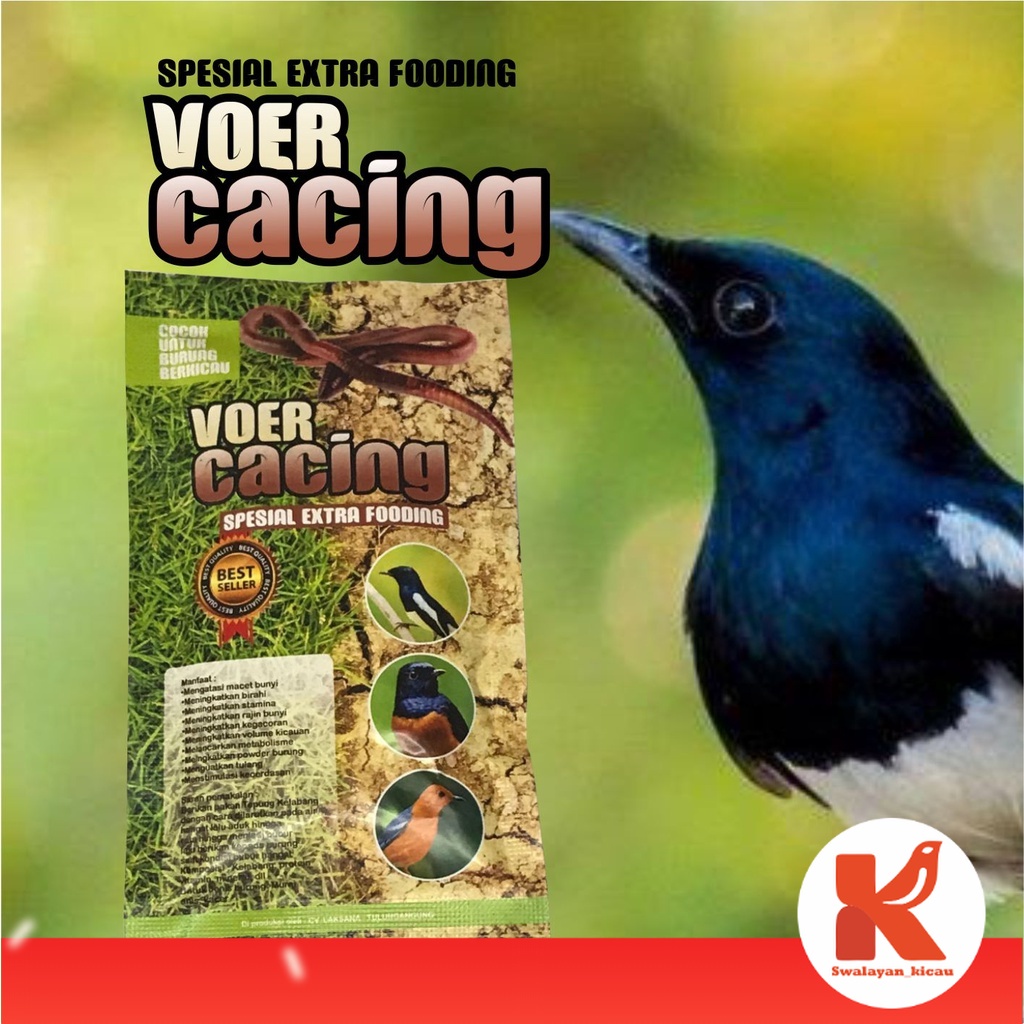 PAKAN BURUNG VOER CACING UNTUK BURUNG KACER POCI MURAI DLL