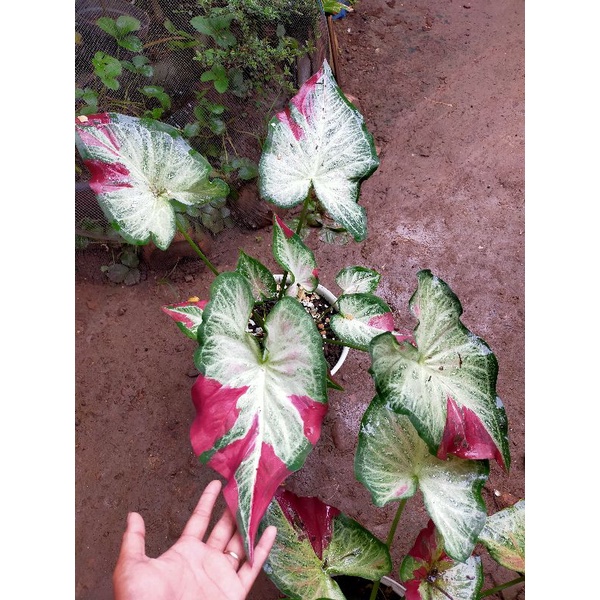 keladi shycool/tumpah cat