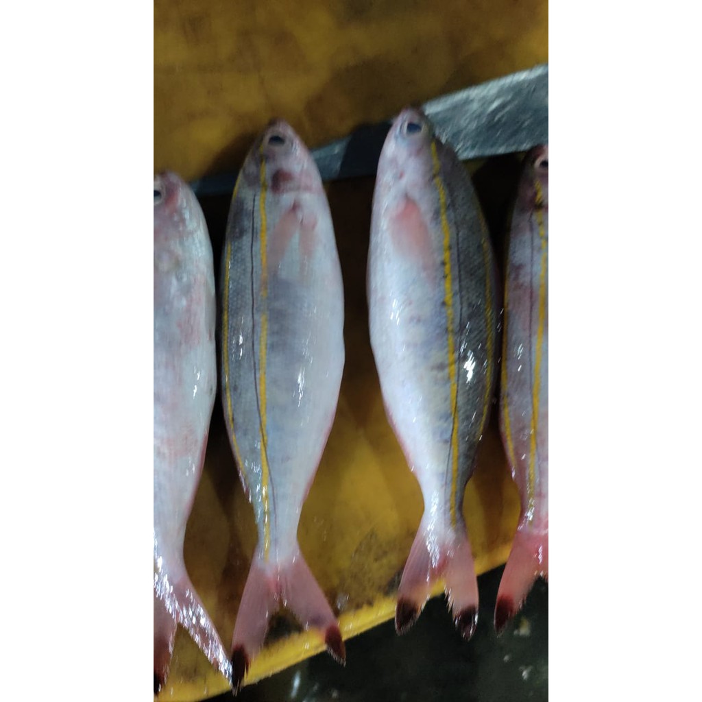 

Jual Ikan Pisang Pisangan - 1 Kg