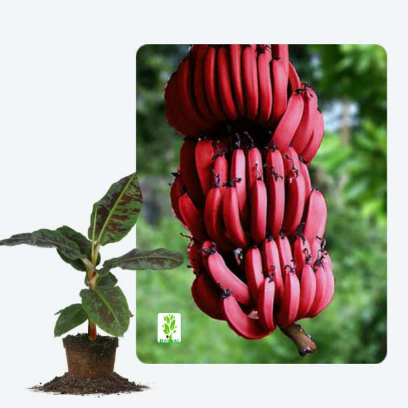 promo pisang merah sumatera