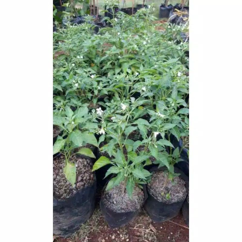 POHON CABE SETAN-CABE IJO-CABE RAWIT