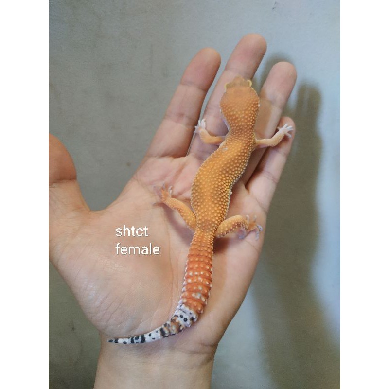 hiasan / acc leopard gecko tomato