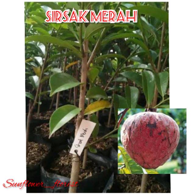 Bibit Buah Sirsak Merah