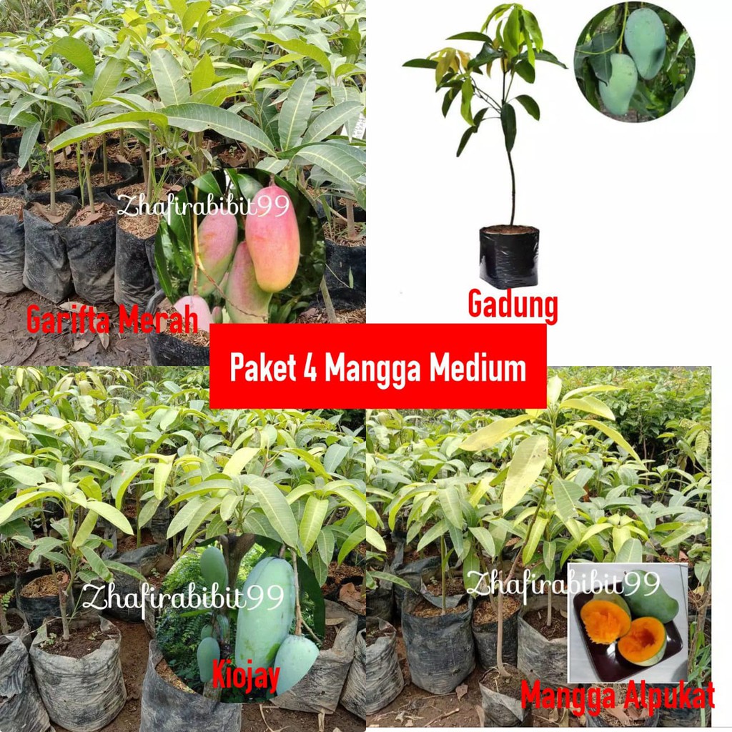 Paket 4 Bibit Mangga Medium