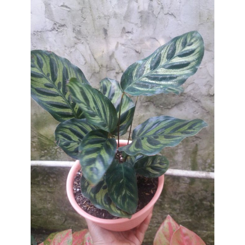 calathea makoyana import