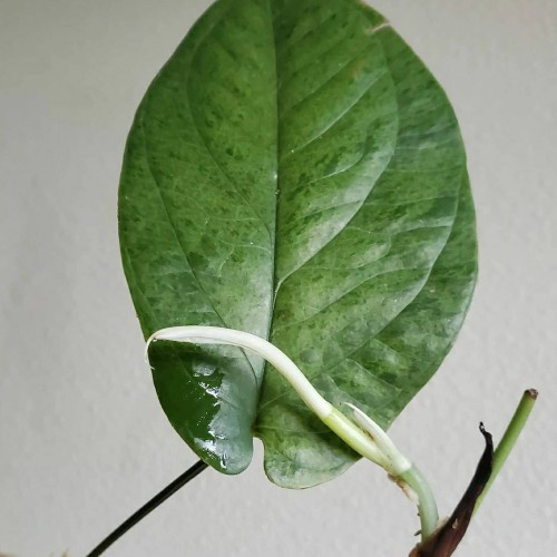 Amydrium Medium variegata