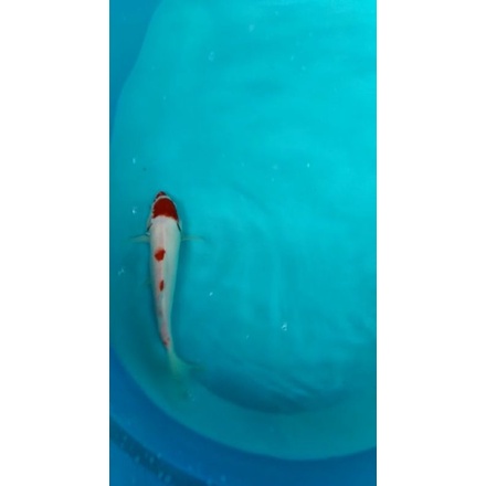 Ikan Koi Blitar Tancho Maruten original uk. 25cm