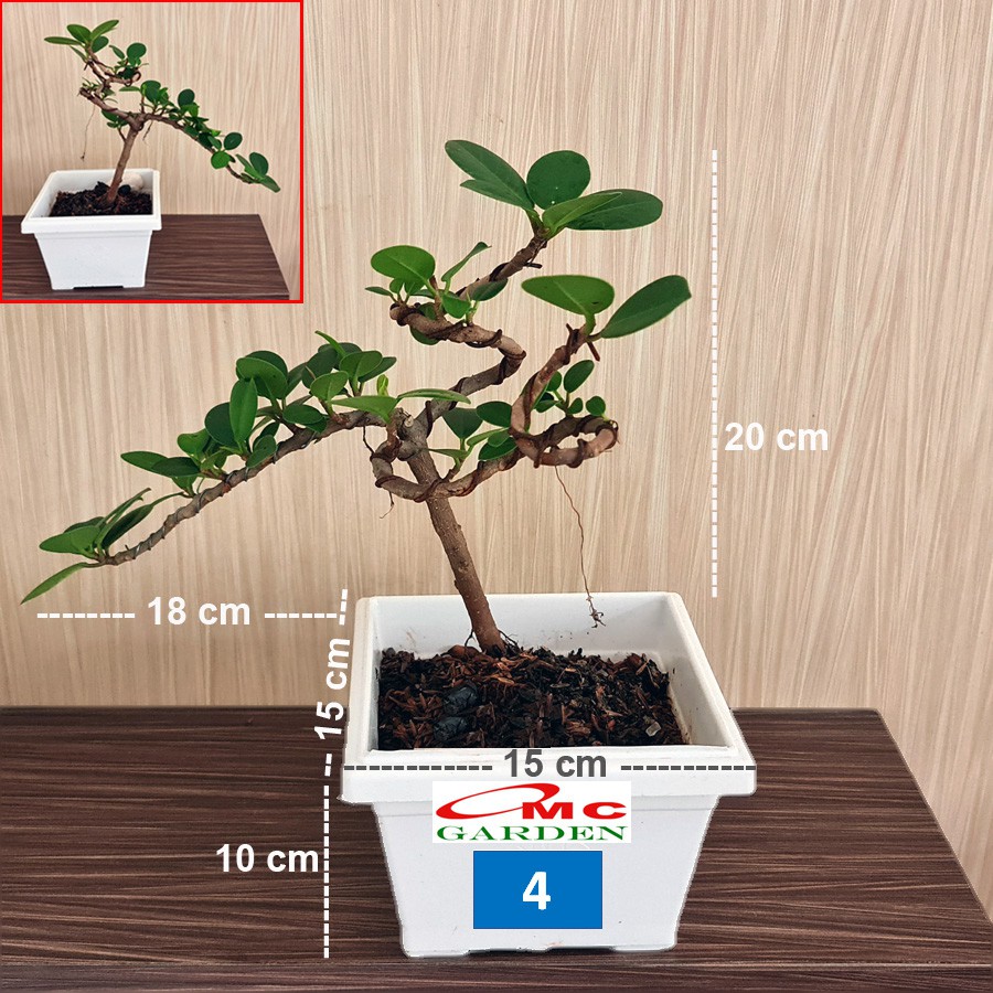 Tanaman Hias Pohon Bonsai Mame Beringin Korea Mini Dolar B-BK-011