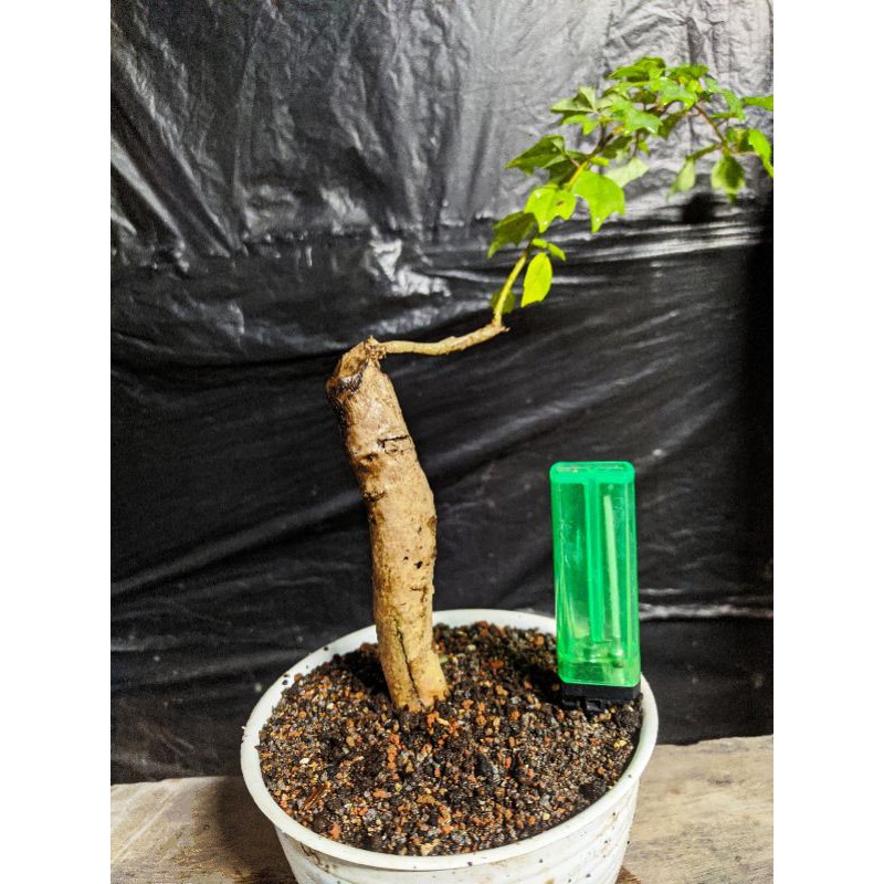wareng bintang / (Gmelina philippensis) bahan bonsai mame cakep raelpic