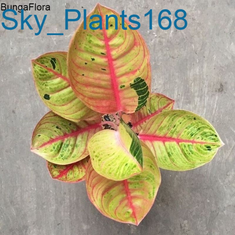 Anakan Aglonema Moonlight