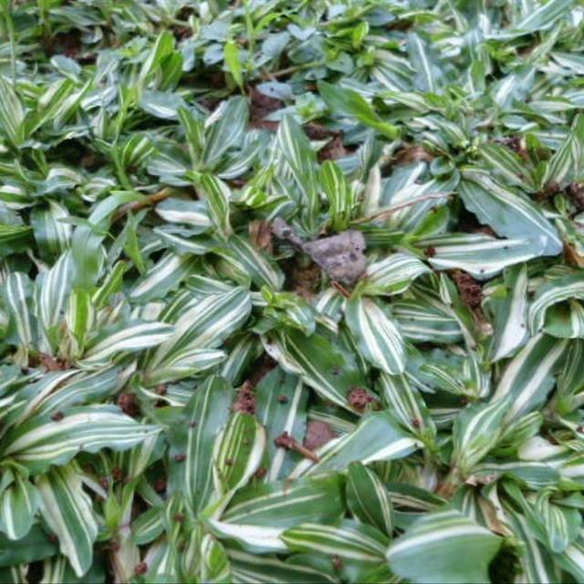 Rumput Gajah Mini Putih Perkilo / Rumput Gajah Mini Variegata