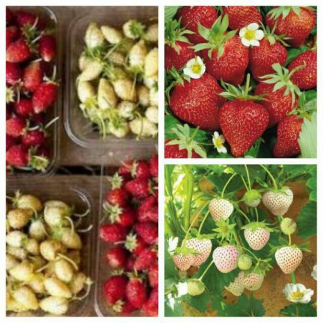 Benih Stroberi Alpin Biji Buah Strawberry Alpine Mixed Red & Cream