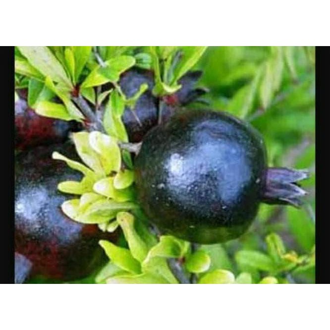 any4r Sp2 Bibit Tanaman Buah Delima Hitam R01 cl3n