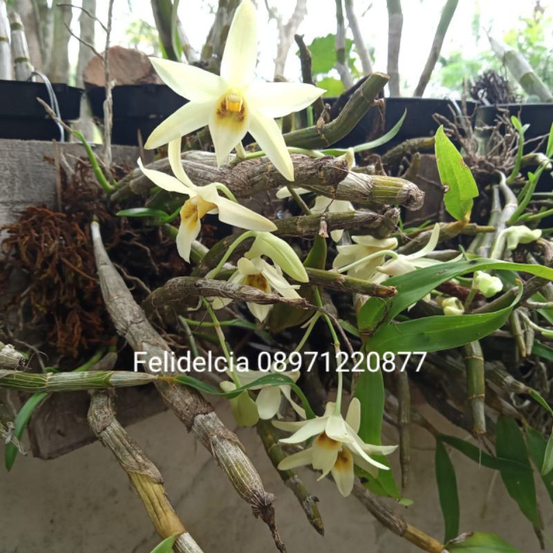 Dendrobium Heterocarpum Wangi