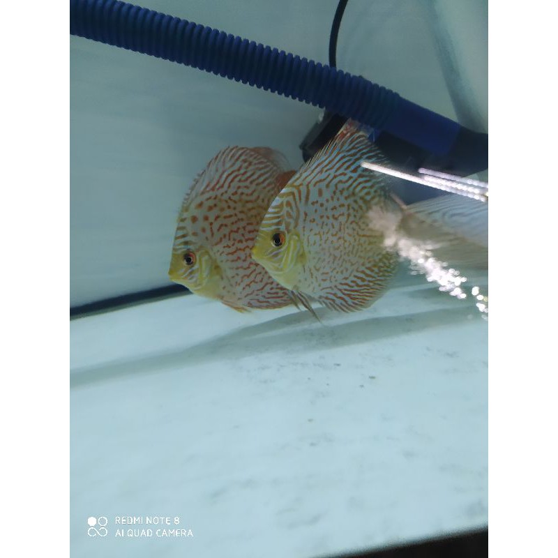 Ikan Discus Tiger Mozaik