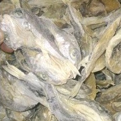 

GEREH BELUTAK 250 g