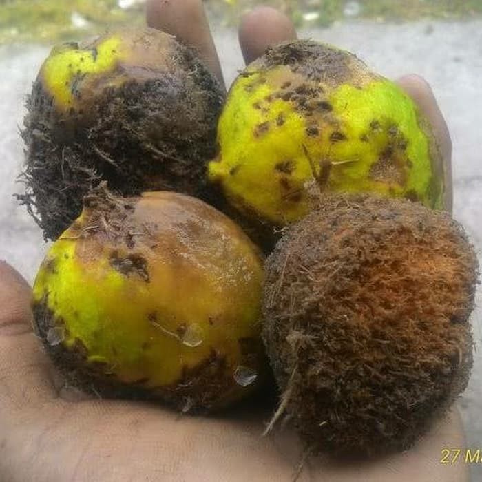 Buah gayam obat kanker