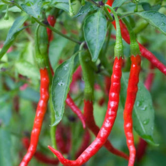 

CABE MERAH 1/2 KG