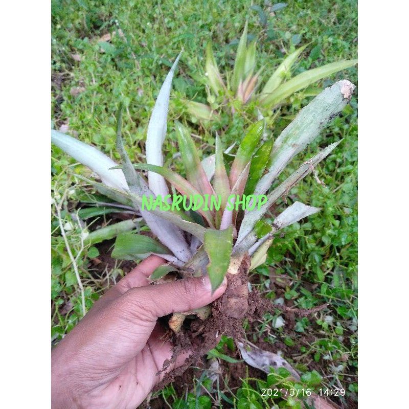 BIBIT NANAS MERAH BIBIT STEK BUAH NANAS