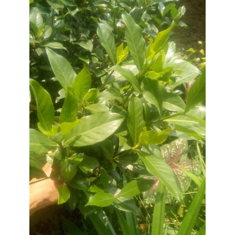 

DAUN MELATI FRESS 100 GRAM