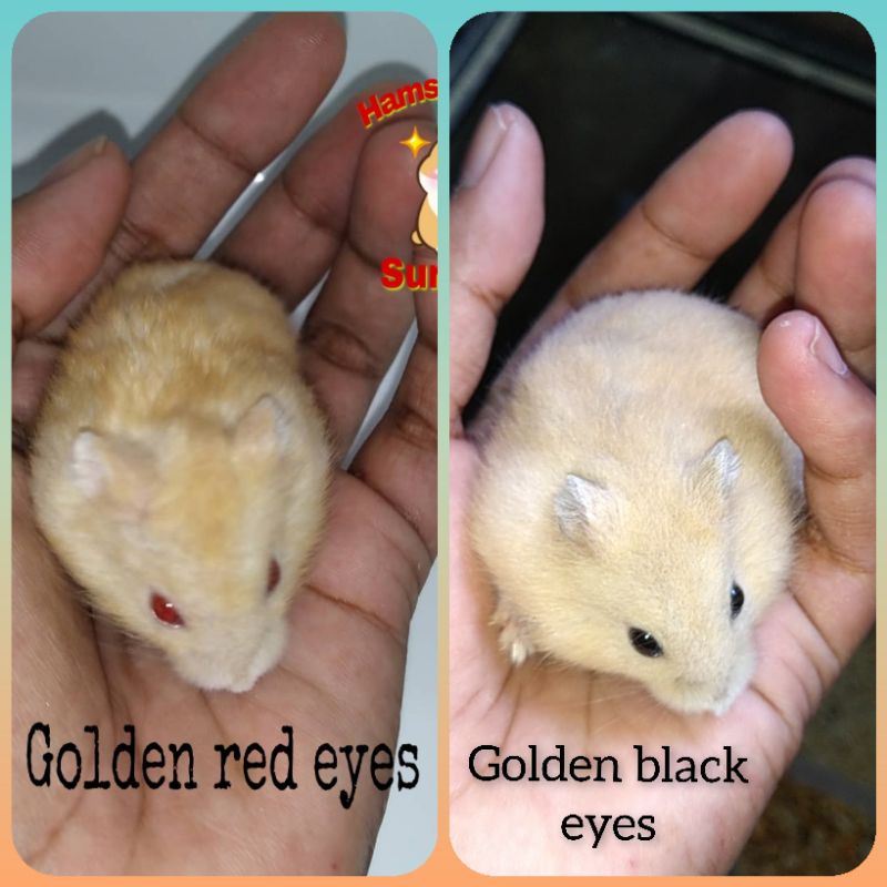HAMSTER WINTER WHITE GOLDEN JINAK