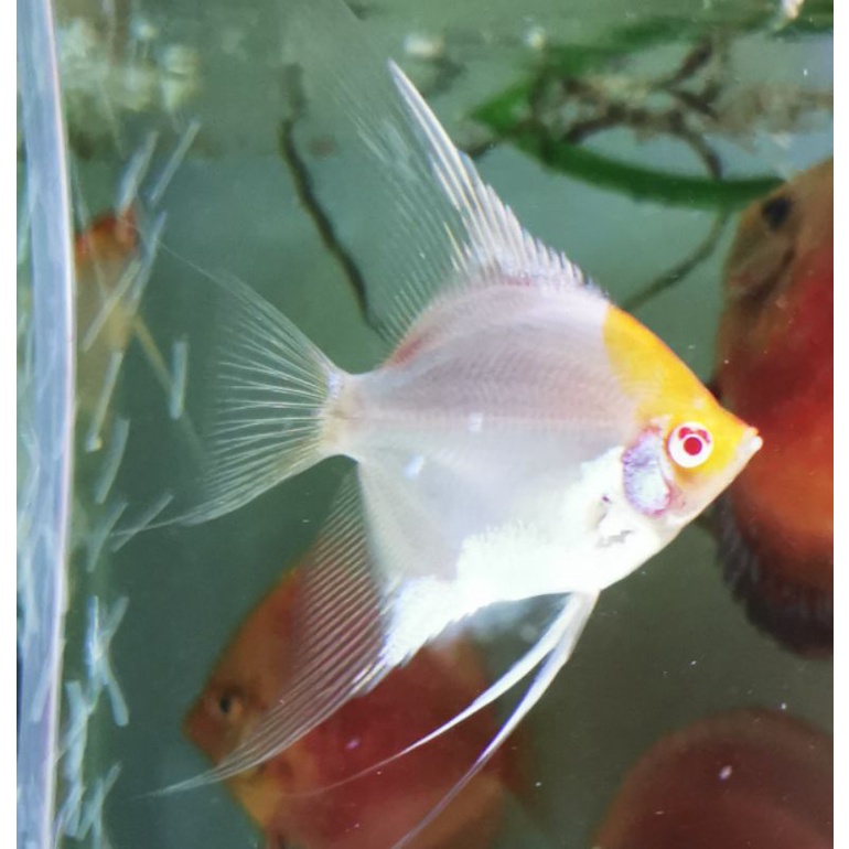 Ikan manfish RCA Red Cap Albino koi ukuran dewasa. ikan sehat dan lincah