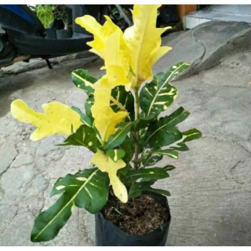 tanaman hias puring per 1 paket isi 4 jenis puring