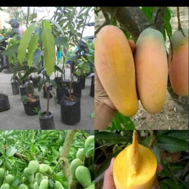 Bibit Mangga Chokanan