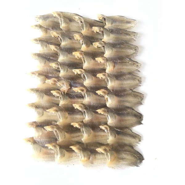 

ikan sapat susun tikar