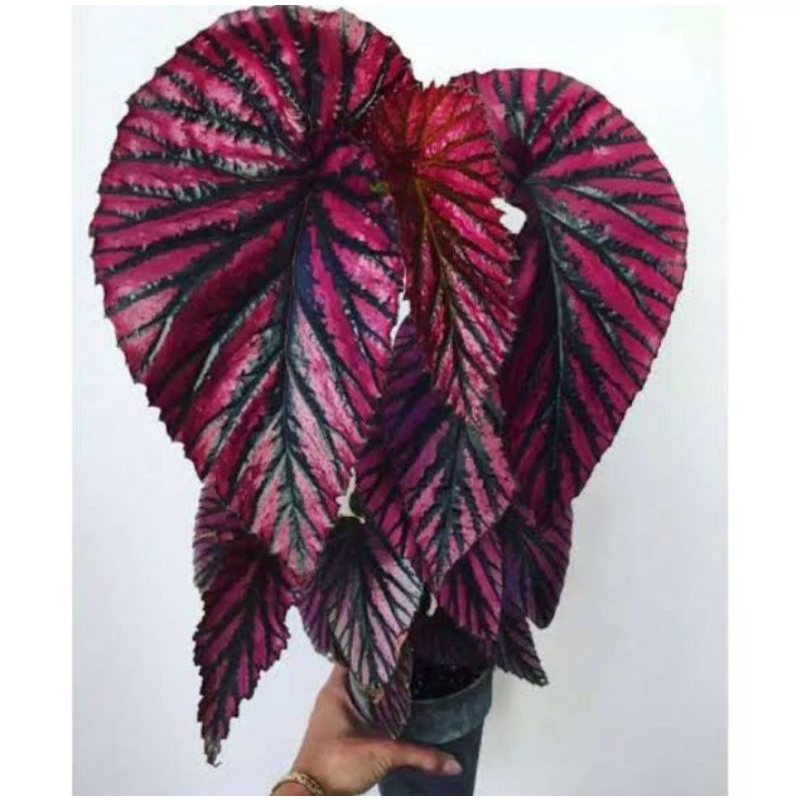begonia rex walet