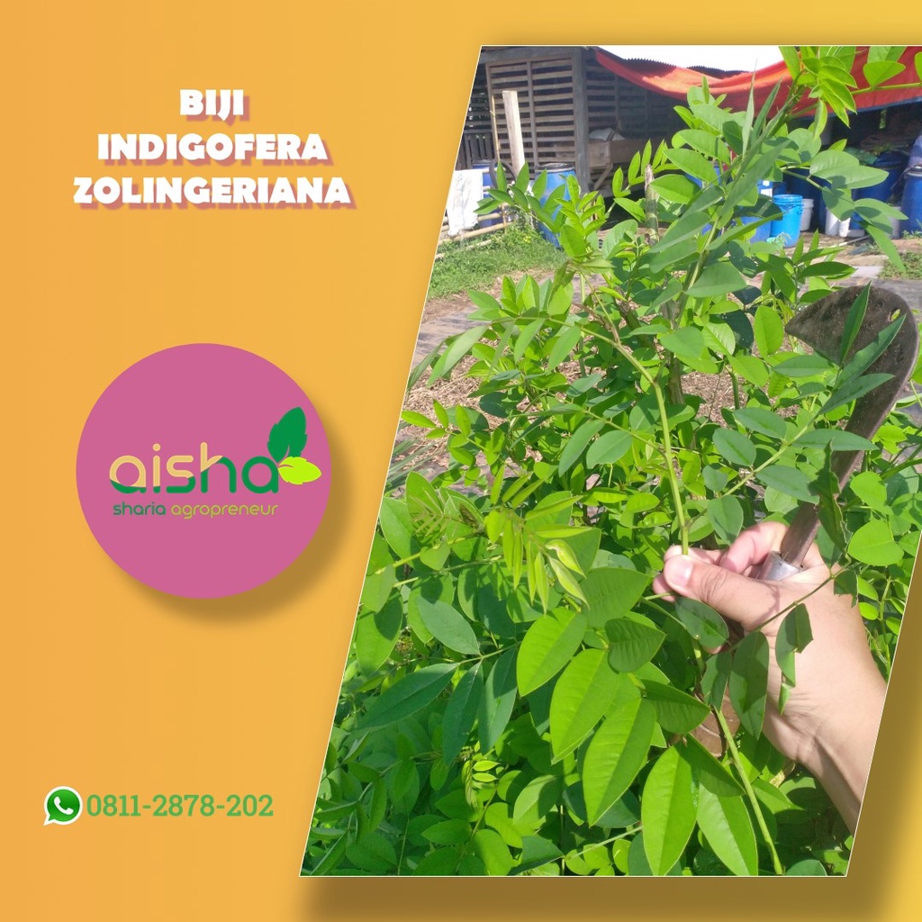PAS indigofera sp indigofera murah indigofera kelinci indigofera zollingeriana indigofera pakan tern