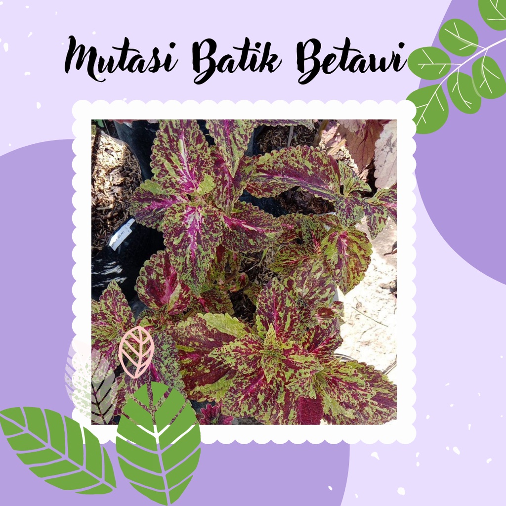 Tanaman Miana Premium Miana Hias Mutasi Batik Betawi Tanaman Miana Batik Betawi
