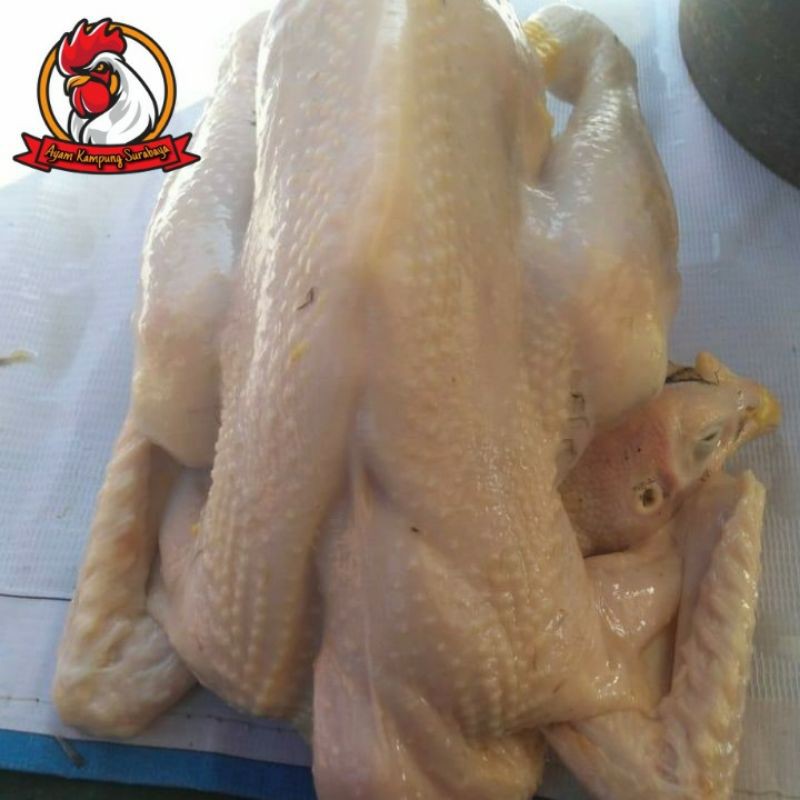 

AYAM KAMPUNG LARGE 900-1000gr