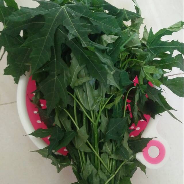 

Daun Pepaya Jepang Fresh (G.3)