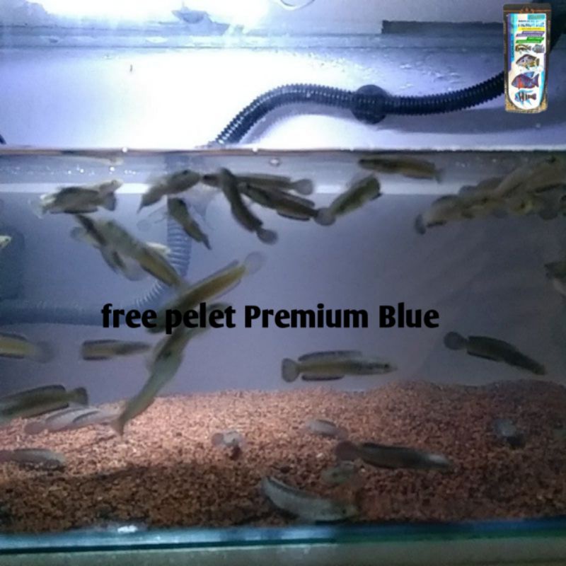 Limbata Cb Jamin Makan Pelet UK 4-5cm