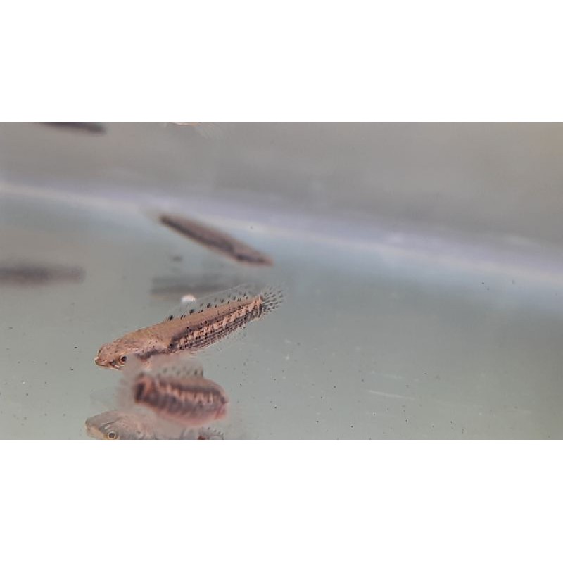 

channa blue pulchra 4_5cm dot banyak