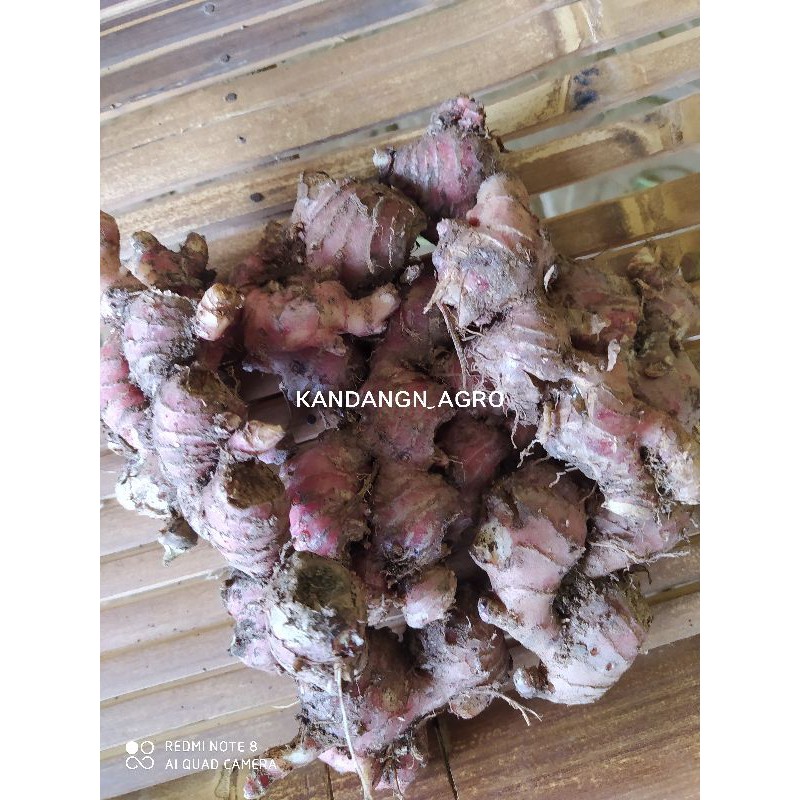 

JAHE MERAH ORGANIC/RED GINGER