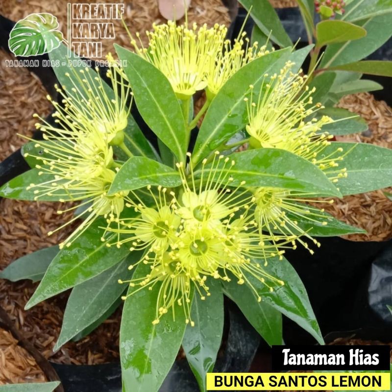 Tanaman bunga santos lemon - Santos lemon