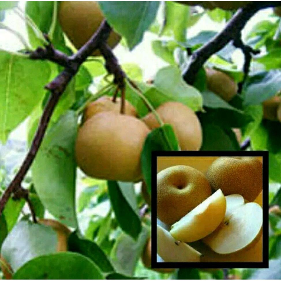 Benih Bibit Buah Bibit Buah Pear - Pir Coklat *_$