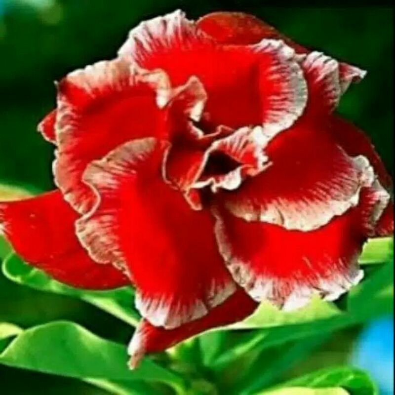 bibit adenium obesu double zelona